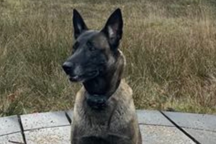 Vermisstmeldung Hund  Weiblich , 7 jahre Wavre Belgien