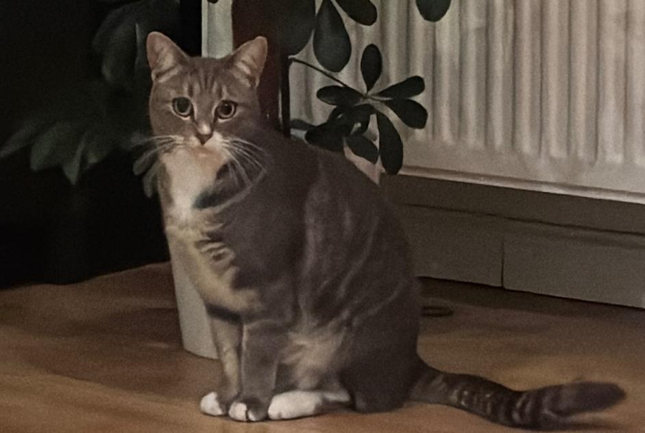 Vermisstmeldung Katze  Weiblich , 2 jahre Nivelles Belgien