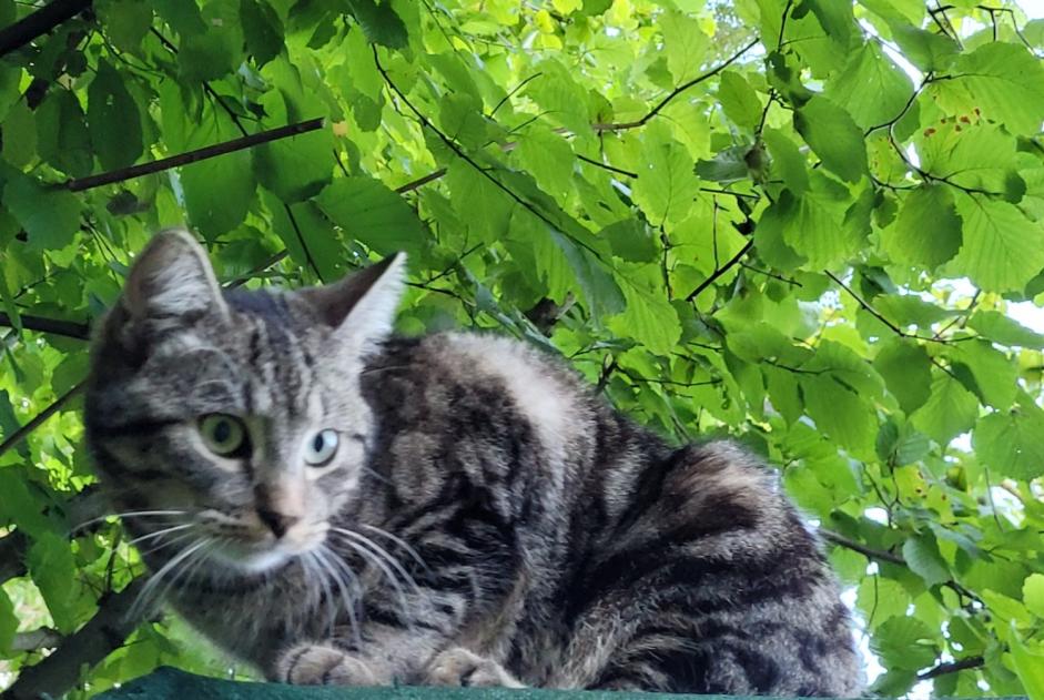 Vermisstmeldung Katze rassenmischung Männliche , 1 jahre Ottignies-Louvain-la-Neuve Belgien