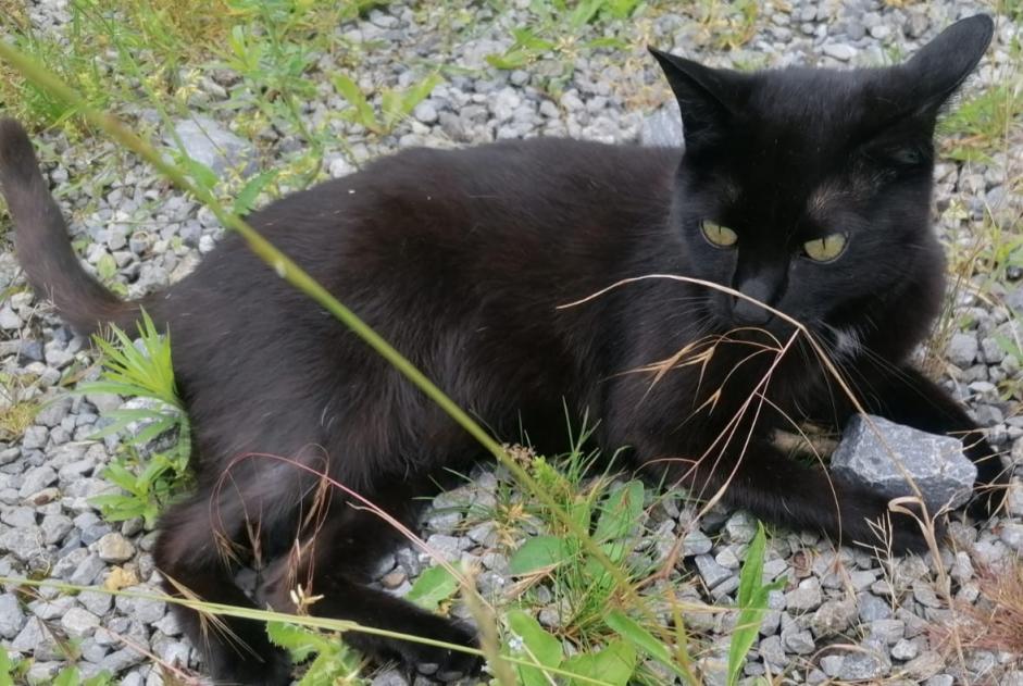 Vermisstmeldung Katze Weiblich , 7 jahre Wavre Belgien