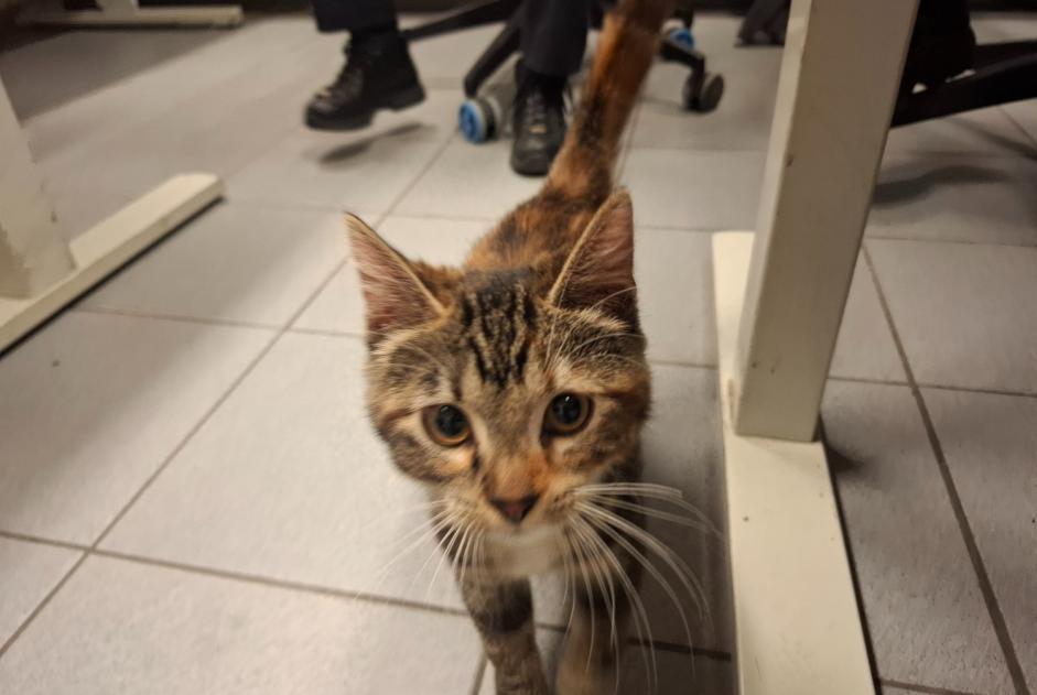 Discovery alert Cat Female Ixelles Belgium