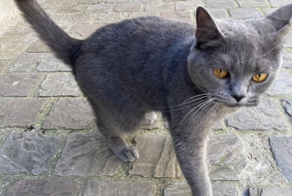 Alerta de Hallazgo Gato  Hembra , 2 años Bruxelles Bélgica