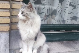 Alerta de Hallazgo Gato  Desconocido Etterbeek Bélgica