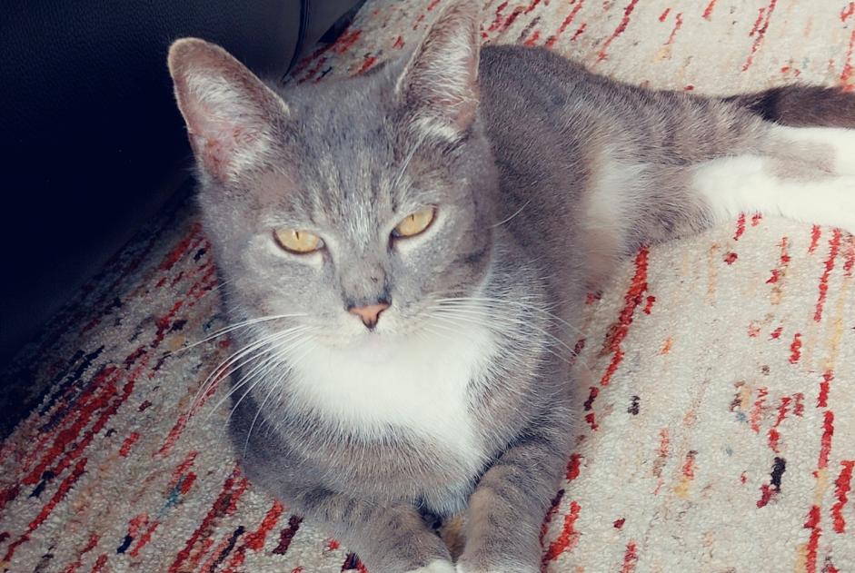 Alerte Disparition Chat Femelle , 7 ans Braine-l'Alleud Belgique