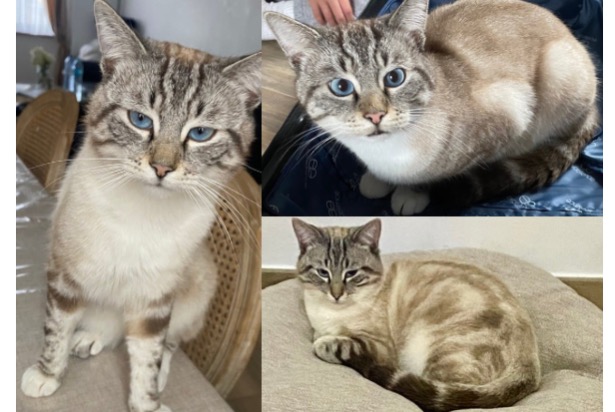 Alerte Disparition Chat croisement Mâle , 1 ans Anderlecht Belgique