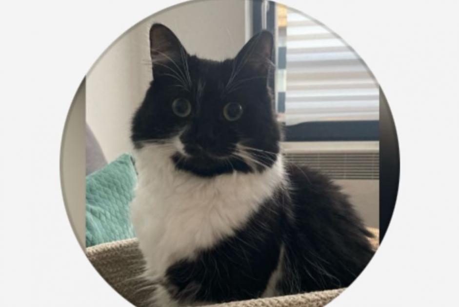 Alerte Disparition Chat Femelle , 2 ans Saint-Gilles Belgique