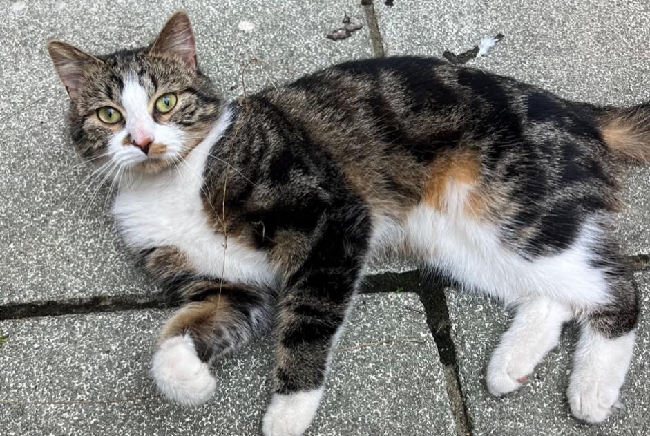 Alerte Découverte Chat Mâle Anderlecht Belgique