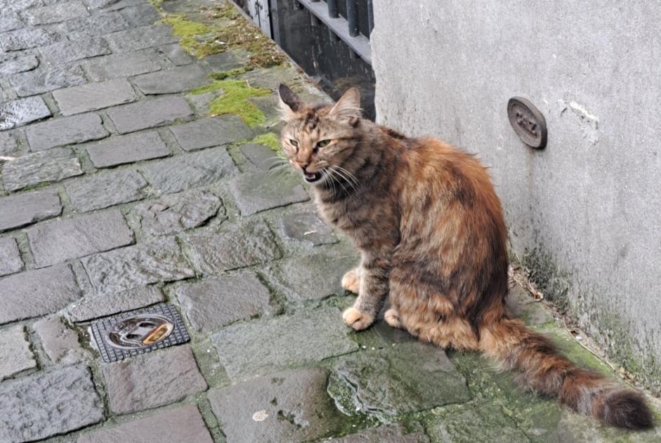 Alerte Découverte Chat Inconnu Bruxelles Belgique