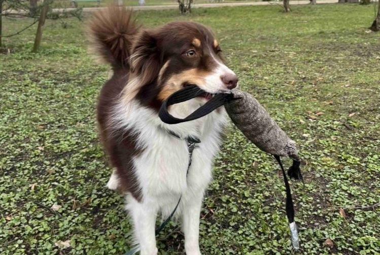 Alerte Disparition Chien  Femelle , 3 ans Woluwe-St.-Lambert Belgique