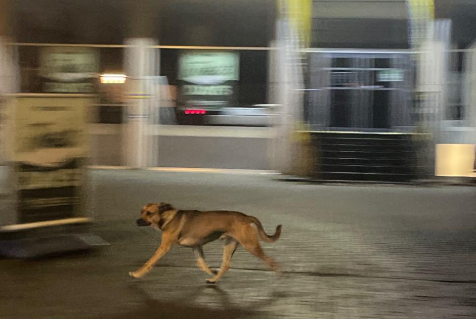 Alerte Découverte Chien Inconnu Uccle Belgique