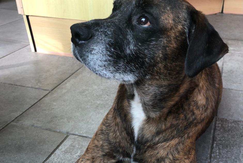 Avviso scomparsa Cane incrocio di razze Maschio , 8 anni Ottignies-Louvain-la-Neuve Belgio