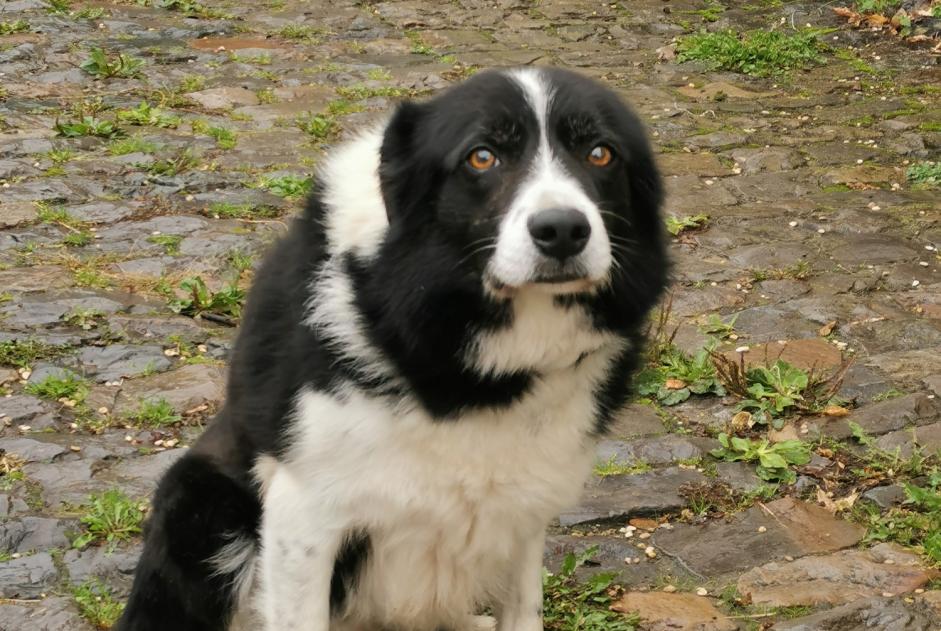 Avviso Ritrovamento Cane  Maschio Jodoigne Belgio