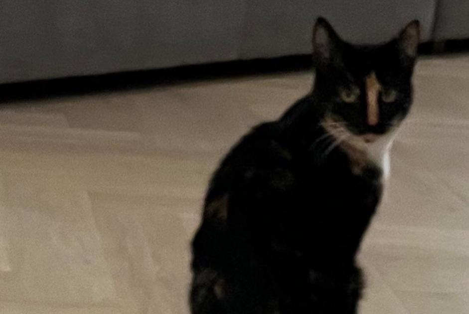 Avviso scomparsa Gatto Femmina , 2 anni Rixensart Belgio