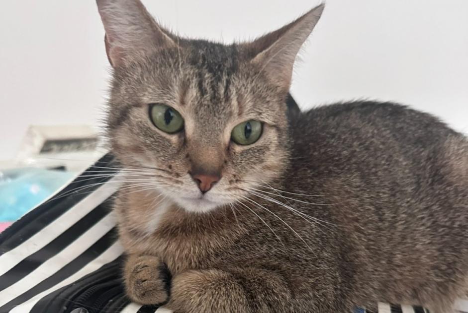 Avviso scomparsa Gatto Femmina , 4 anni Bruxelles Belgio