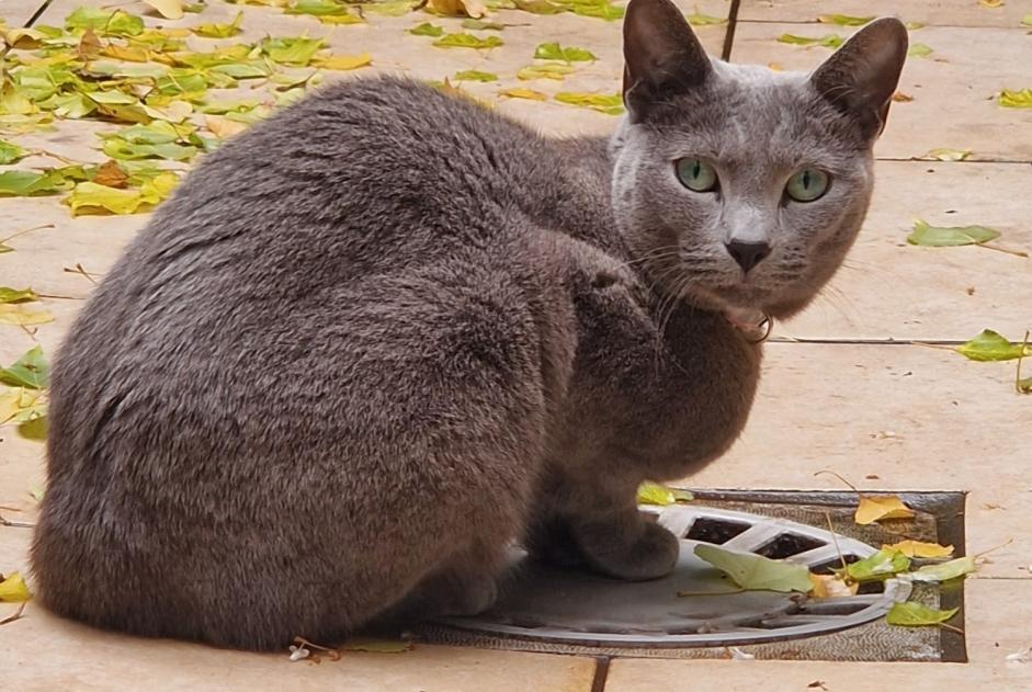 Verdwijningsalarm Kat  Vrouwtje , 3 jaar Woluwe-St.-Lambert België